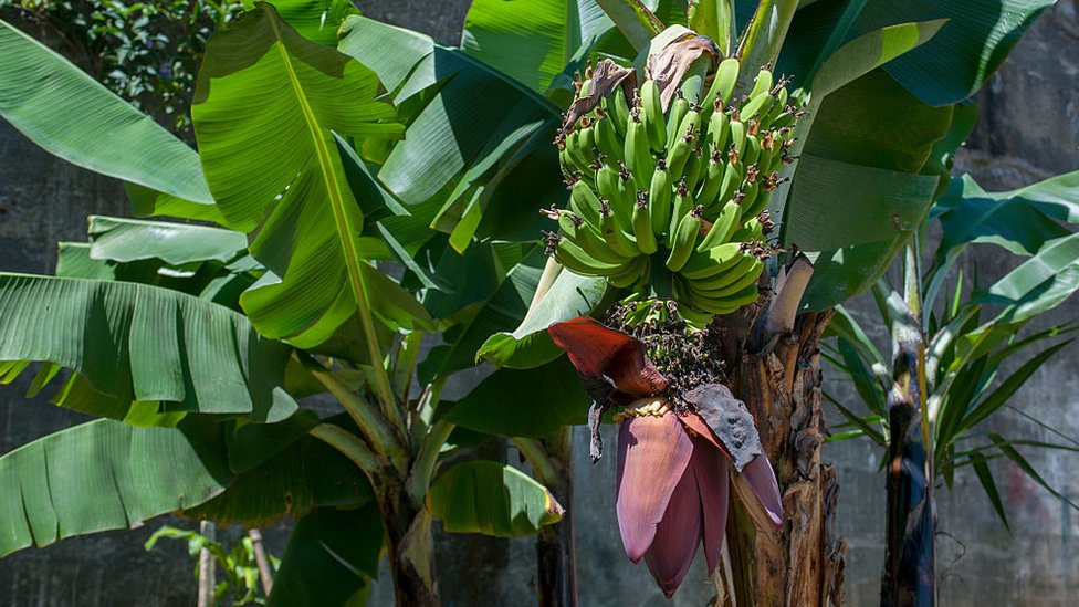 „Bananagedon" - kako „pandemija“ uništava najomiljenije voće na svetu 2 Banana plant
