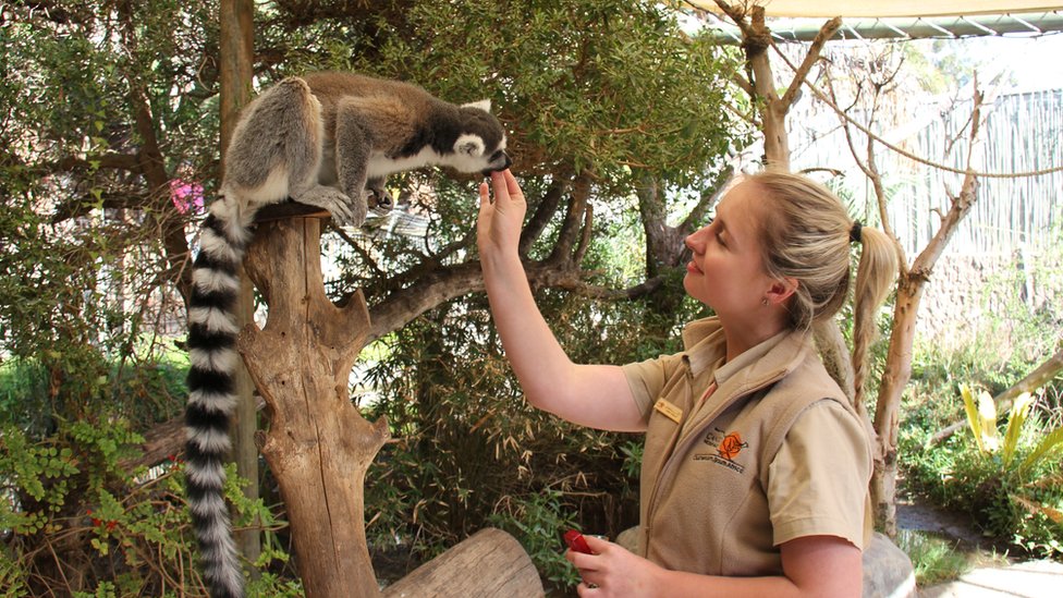 Animal keeper Jenna Lowe feeds a lemur