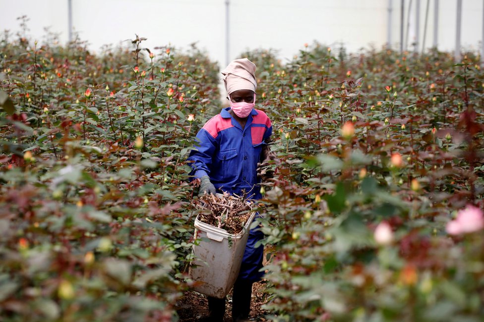 A worker walks through rows of roses in a greenhouse while wearing protective equipment