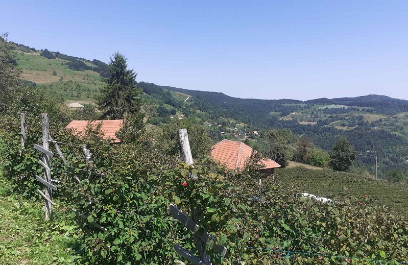 malina