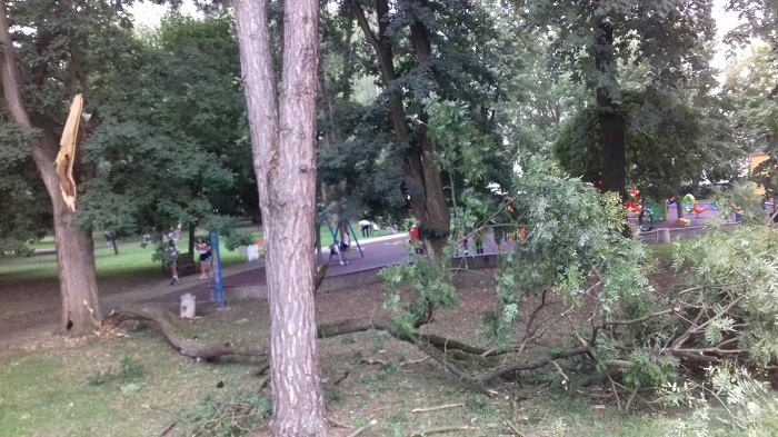 Palo drvo kod dečjeg igrališta 2 park1