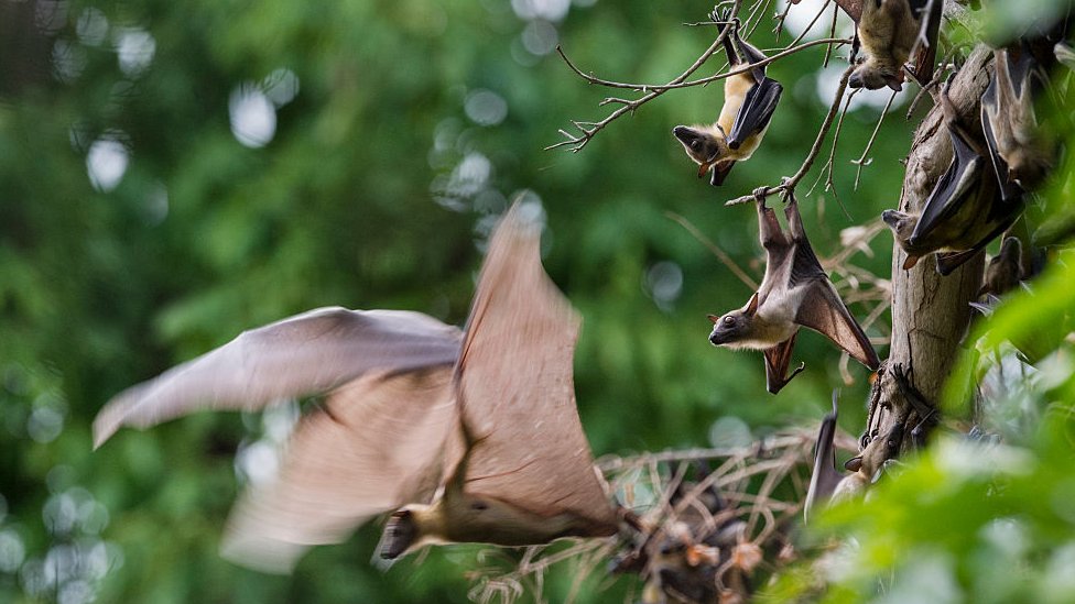 Korona virus: Pandemije je jeftinije sprečiti nego lečiti, naučnici kažu da jedemo manje mesa 2 Bats migrating in Zambia