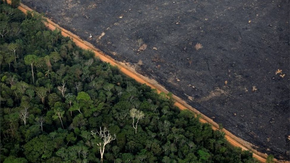 Korona virus: Pandemije je jeftinije sprečiti nego lečiti, naučnici kažu da jedemo manje mesa 3 An aerial view shows a deforested plot of the Amazon near Porto Velho on 17 September 2019