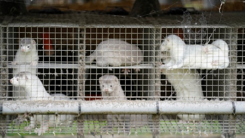 Životinje, korona virus i Danska: Ubiće 17 miliona kuna u strahu od nove zaraze 1 Caged mink on a farm in Gjoel, North Jutland, Denmark, on 9 October 2020