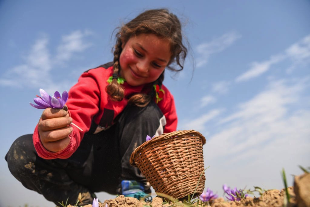 A girl harvests saffron on a field in Kashmir, October 2020