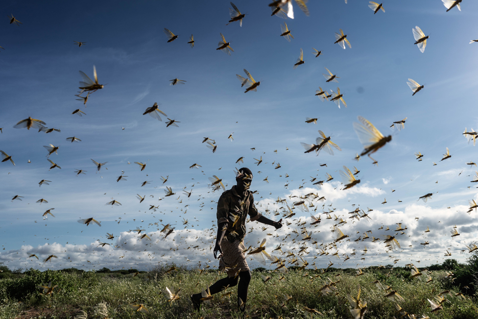 A man chases a swarm of desert locusts in Samburu County, Kenya, on 21 May 2020