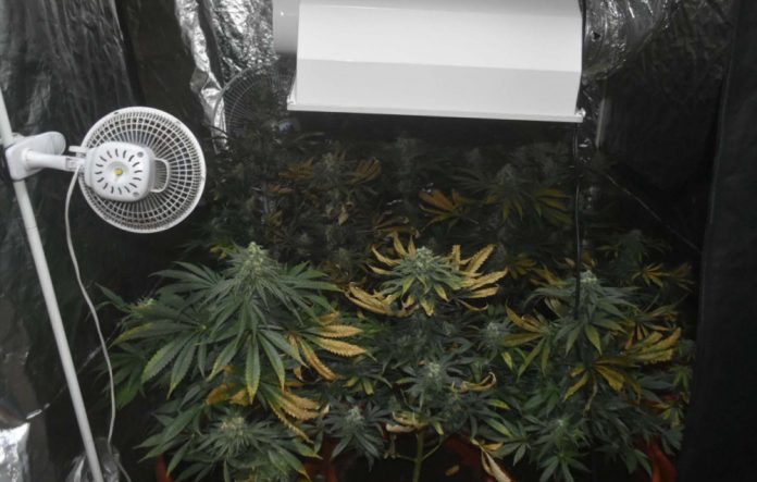 marihuana 1