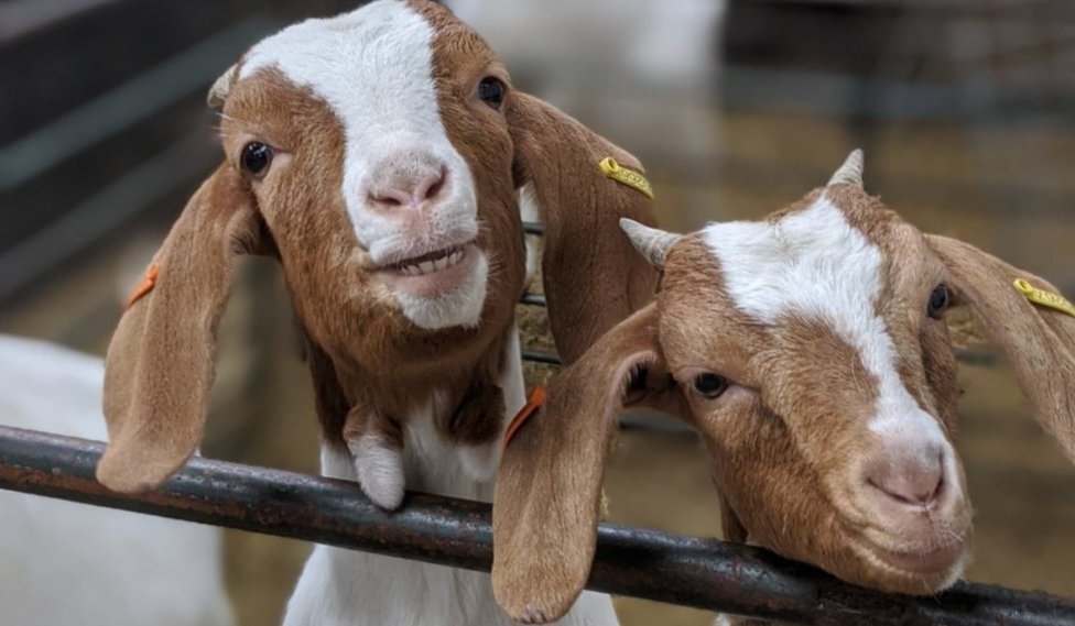 Korona virus, aplikacije i biznis: Farma zaradila iznajmljujući koze za Zum sastanke 1 Goats Sebastian and Lulu