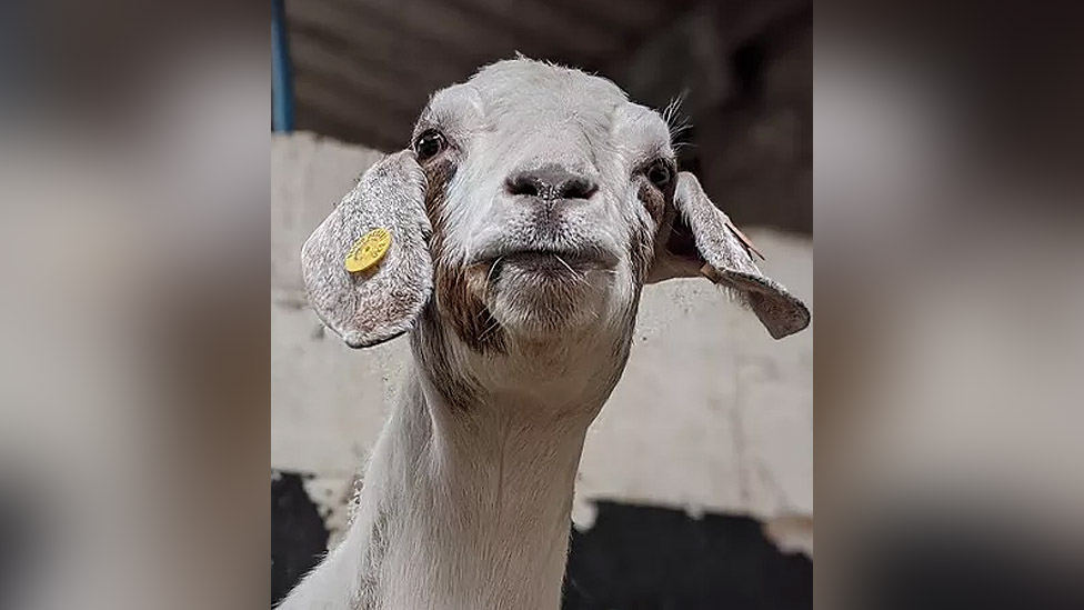 Korona virus, aplikacije i biznis: Farma zaradila iznajmljujući koze za Zum sastanke 3 Goat Margaret