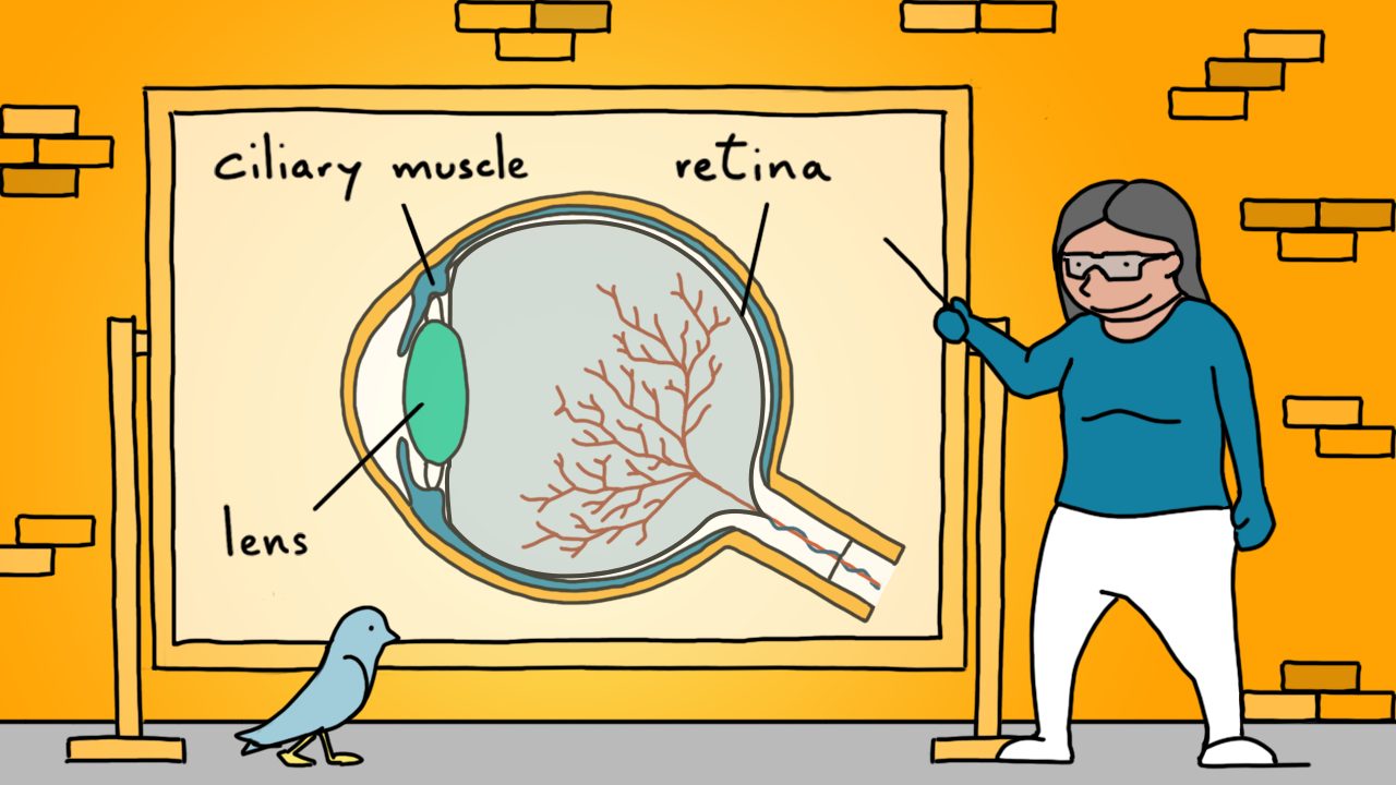 Korona virus: Pet načina kako da izbegnete umor očiju dok radite od kuće 3 Illustration of the eye