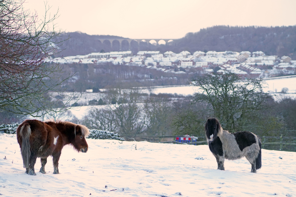 Animals stand in a snow-covered field near Castleside in County Durham, with Hownsgill viaduct in the distance. Picture date: 9 February 2021