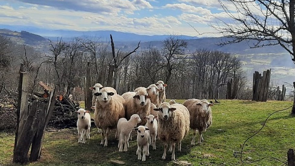 Stado ima 11 odraslih ovaca i devet jagnjadi