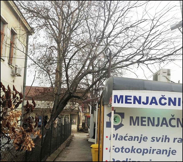 Bolničko drvo 3 drvo bolnica 3