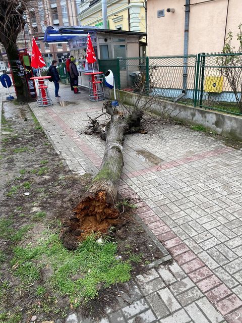Stiglo zahladjenje, vetar oborio drvo 1 drvo