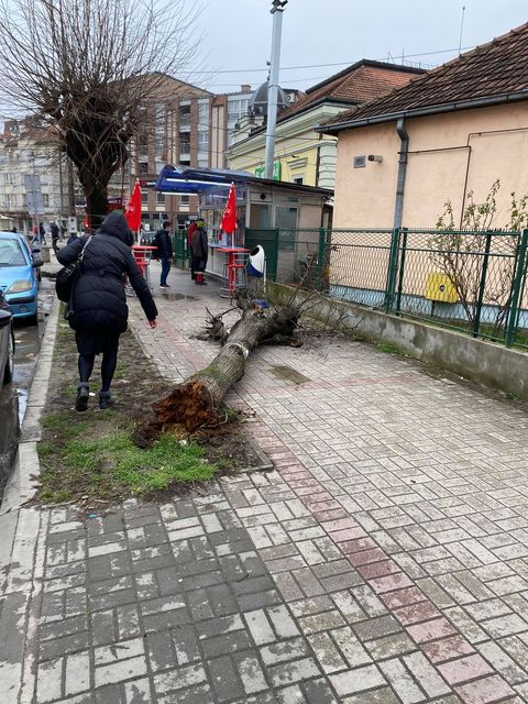 Stiglo zahladjenje, vetar oborio drvo 3 drvo1