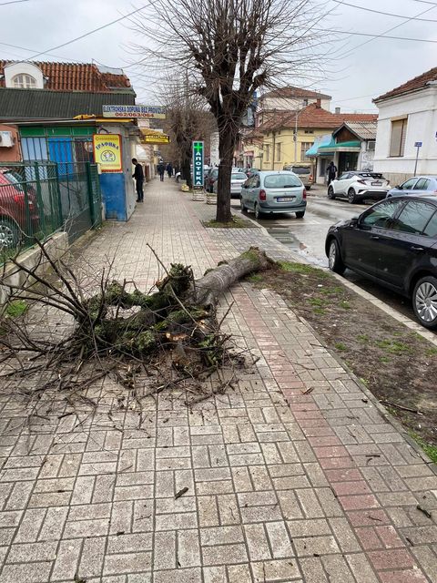 Stiglo zahladjenje, vetar oborio drvo 2 drvo2