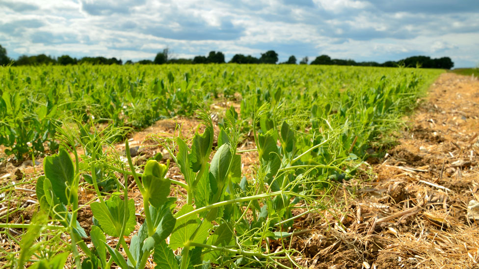 Korona virus i bacanje hrane: Više od 900 miliona tona hrane se baci svake godine 3 Pea shoots