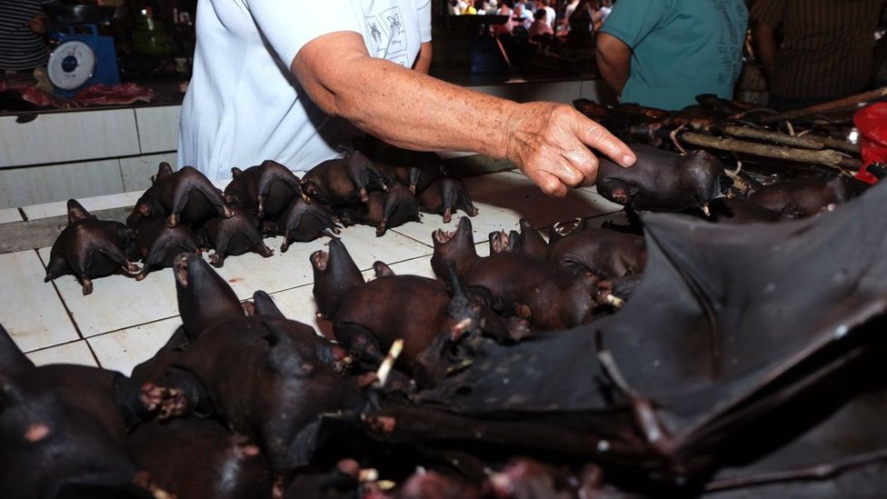 Korona virus: Osam stvari koje smo naučili u protekloj godini pandemije 5 February 8, 2020 - a vendor selling bats at the Tomohon Extreme Meat market on Sulawesi island. Bats, rats and snakes are still being sold as food, despite calls to take them off the menu over fears of Covid-19 link.