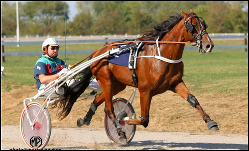 14. Vojvođanski galop 1 konjicki sport
