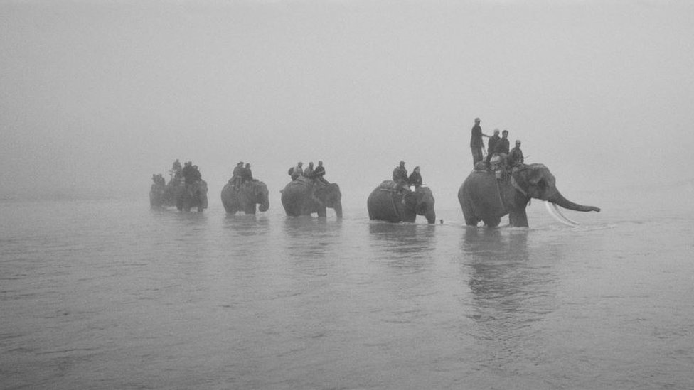 Safari elephants moving through a river