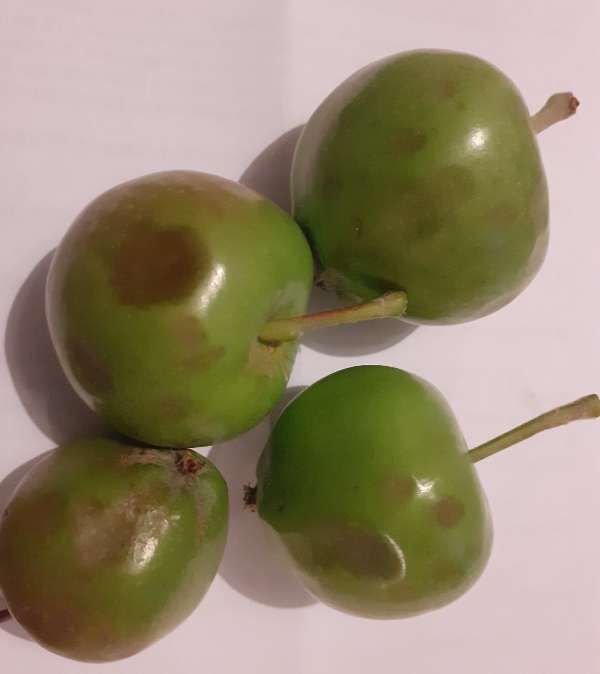 jabauka