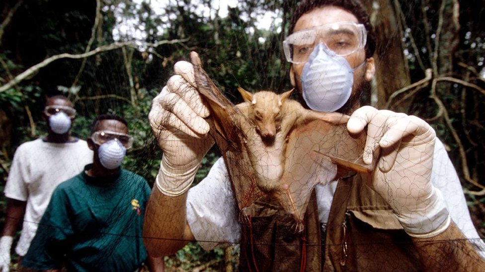 Korona virus: Potraga za poreklom Kovida-19 u zastoju, kažu naučnici 2 Naučnici koji istražuju ebolu