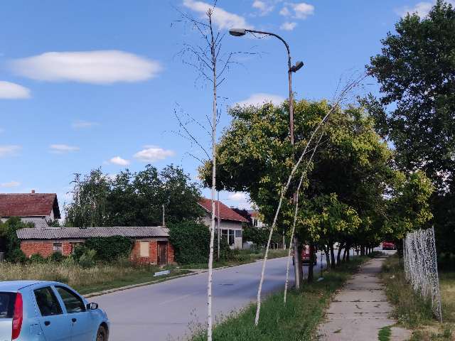 Posušilo se tek zasađeno drveće 1 breze1