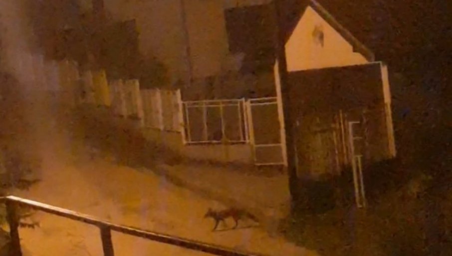lisica snimljena u topalovom brdu 2709 2021 foto privatna arhiva f