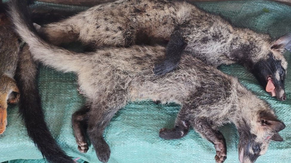Korona virus i Azija: Rebus oko porekla kovida podstiče ljude da i dalje jedu divlje životinje 1 Civet cats sold in a market in Khammouane province of Lao PDR