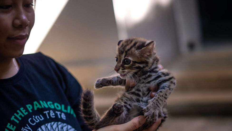 Korona virus i Azija: Rebus oko porekla kovida podstiče ljude da i dalje jedu divlje životinje 2 A veterinarian helps a newly rescued leopard cub to sun bathe in Cuc Phuong National Park of Vietnam.