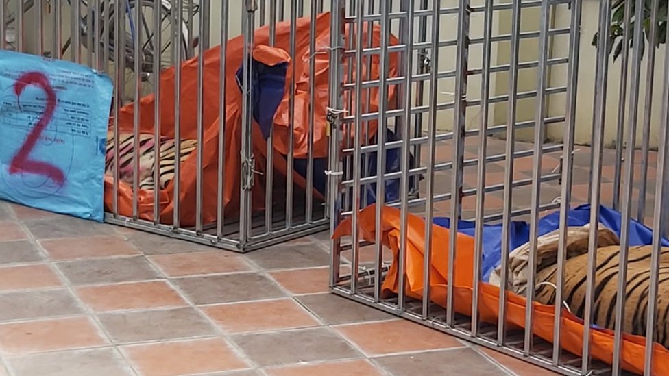 Korona virus i Azija: Rebus oko porekla kovida podstiče ljude da i dalje jedu divlje životinje 4 Tigers being transported after being seized in Nghe An province of Vietnam