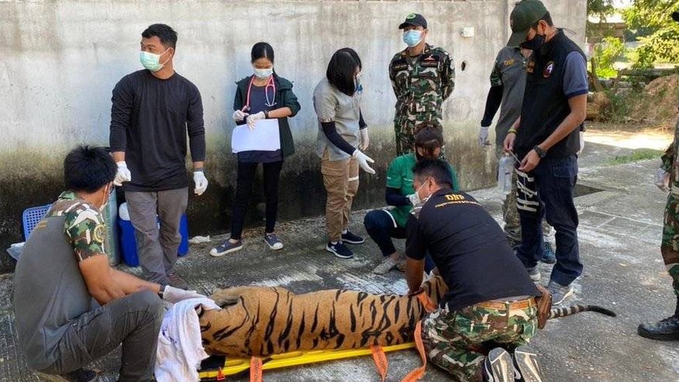 Thai authorities taking DNA sample from a tiger in a tiger park in Thailand last March