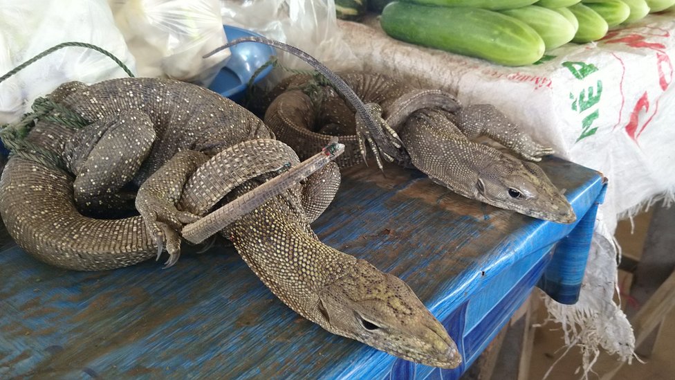Korona virus i Azija: Rebus oko porekla kovida podstiče ljude da i dalje jedu divlje životinje 6 Monitor lizards being sold in Attepeu province of Lao PDR