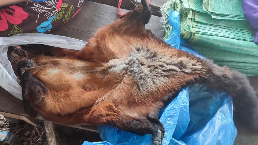 A giant flying squirrel being sold in the market of Khammoune province of Lao PDR Iin July