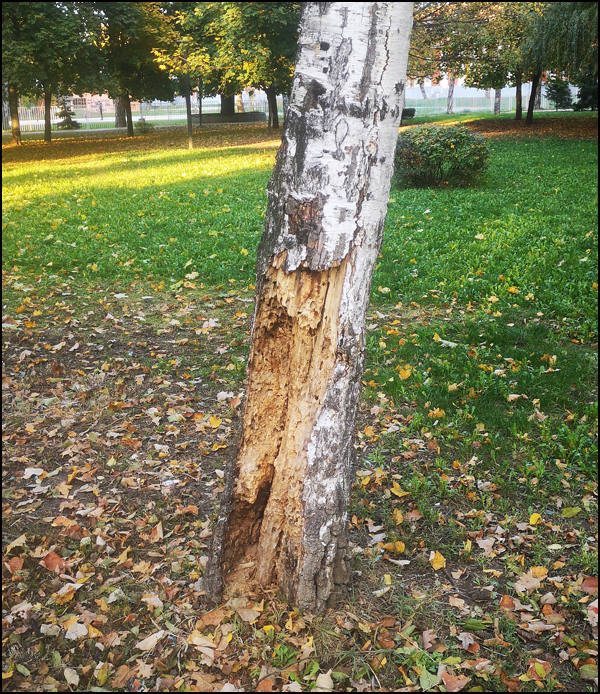 drvo bolesno 3