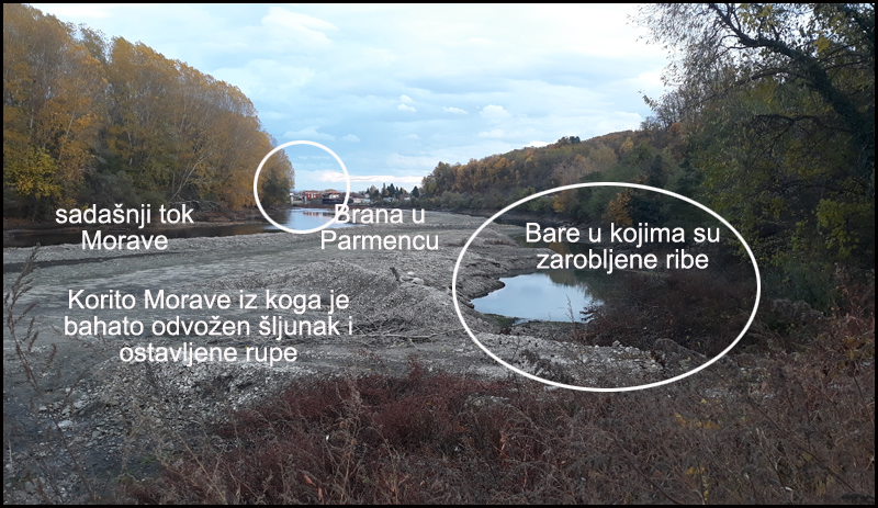 Morava Parmenac