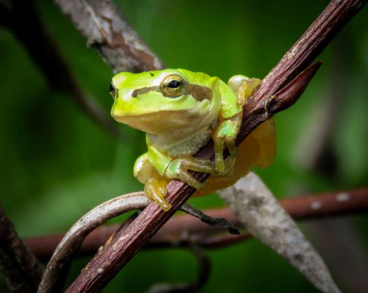foto Gatalinka © Dragisa Petrovic