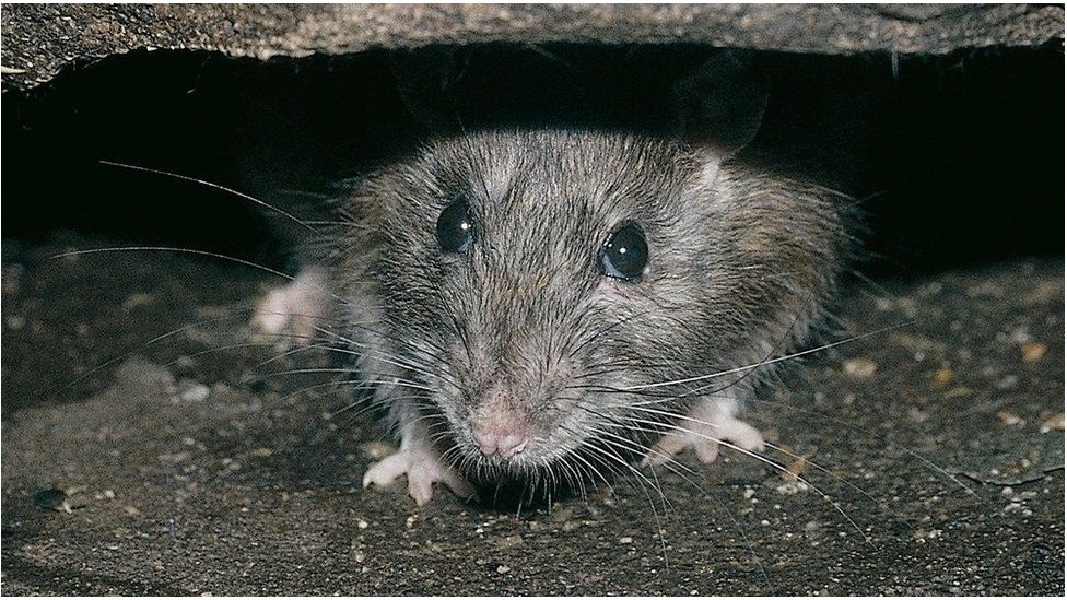 Korona virus i omikron: Od glodara do ljudi - kako je nastao novi soj 1 รูปหนูท่อ