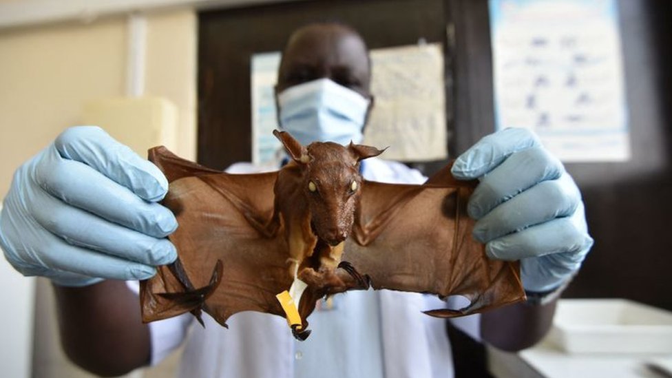 Korona virus i nauka: Odakle potiče omikron soj i kako je nastao 5 A scientist holding a bat