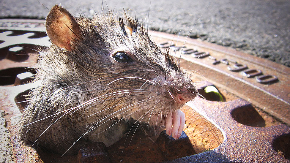 Amerika, korona virus i ugostiteljstvo: „Ako jedete ovde, večerate sa pacovima" 1 Rat peeking out of a manhole cover