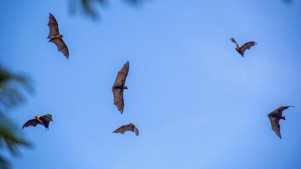 Fruit bats flying