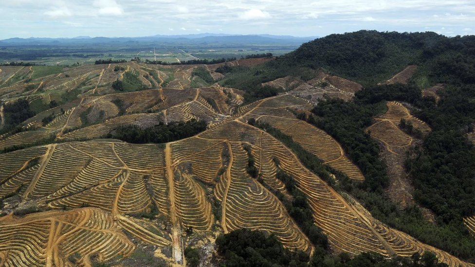 A palm oil plantation
