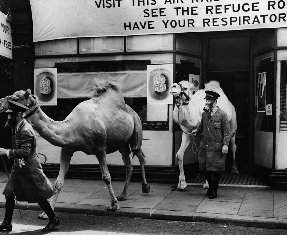 Camels getting fitted with gas masks