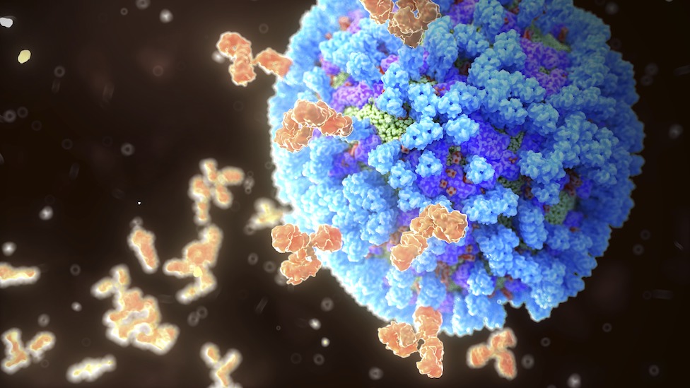 Zdravlje: Mit o „nabudženom“ imunom sistemu 1 Antibodies binding influenza virus