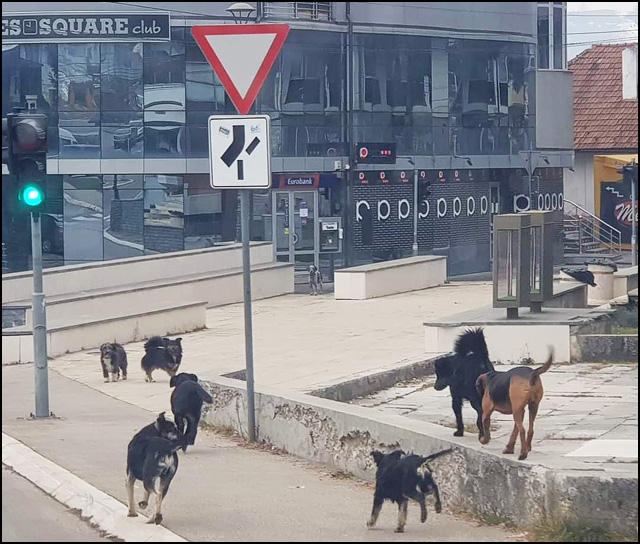 Nova Varoš, stara priča 6 NV psi lutalice