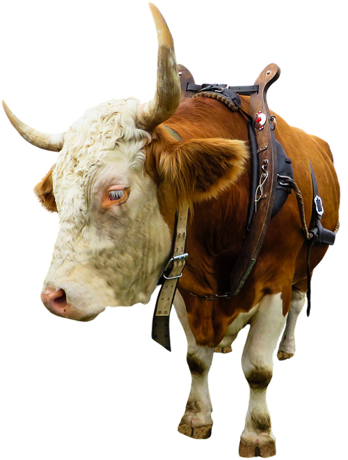 animal