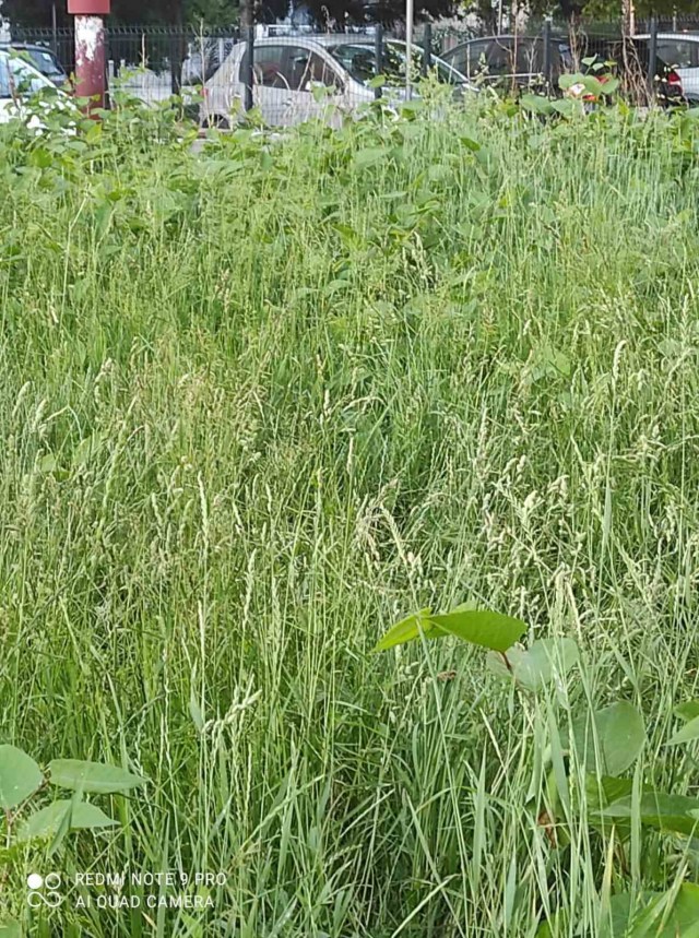 Košenje do pola (FOTO) 2 sprajtovo 1