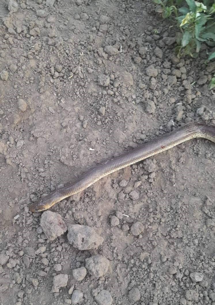 Zmija ušla u kuću i ujela ženu 2 zmija1