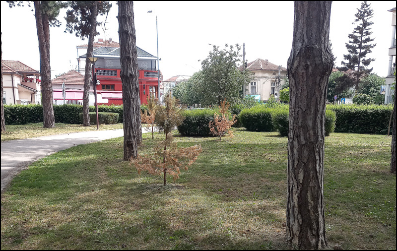 park sadnice 1