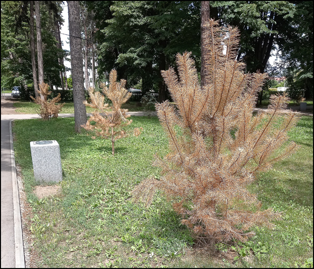 park sadnice 2